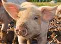 Pig 'killed by hit and run motorist'