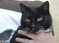 Cat Tibbs comes home... three years after disappearing