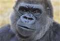Park's gorillas to stay out of public view until Covid jab