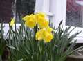 In the bleak midwinter ... daff'll do nicely