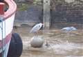 Heron rescued from muddy fate