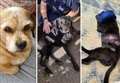 Dogs killed and injured in series of attacks