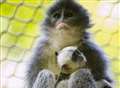 Endangered monkey is new arrival