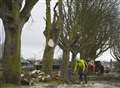 Council forced to chop down diseased trees