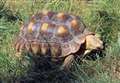 Tortoise stolen during farm park's firework display 