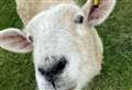 Runner rescues sheep