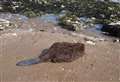 Rare sight as stranded beaver found on beach