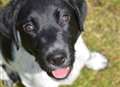 Puppy TV star finds new home in Kent