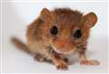 Baby dormice take their first steps into the wild
