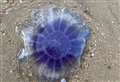 Shock as beach left covered in dead jellyfish as ‘sea temperatures rise’