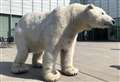 Cathedral to welcome polar bear