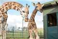 Giraffe births live streamed at wildlife park