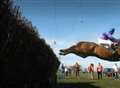 Point-to-point horses destroyed after escape