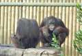 Young orangutan dies after illness battle