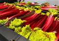 Supermarket signs deal for 1m sticks of rhubarb