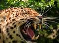 Alert as big cat sightings reported to police