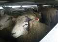 No appeal over live exports ruling