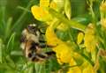 Kent’s rarest bumblebee given hope for survival