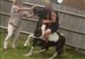 Young horse seized after 'sickening' video shared