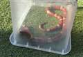 Three-foot snake found in garden