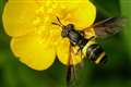 Bug splat survey shows ‘potentially catastrophic declines’ in insect numbers