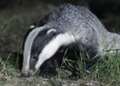 Anger after badgers caught in snare