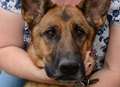 Lifesaver dog sniffs out cancer