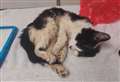 Disabled kitten dumped in M&S bag
