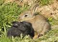 Rabbits shot in head and dumped by road