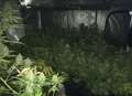 Cannabis factory discovered