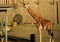 Park devastated at 'shock' death of giraffe