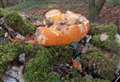 Dumped pumpkins are a dangerous threat to wildlife, warn experts