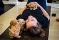 Puppy yoga craze grips Kent