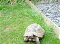 Tory tortoise goes AWOL