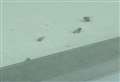 Dead flies spotted above Waitrose bakery