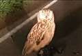 Giant rare eagle owl spotted with kill
