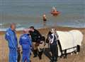Bolting sea horse rescued