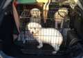 Dog fair to help Bichon Frise rescue