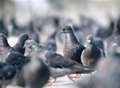 Pigeon cull sparks social media outrage