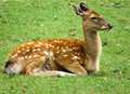 Deer rescued from canal verge