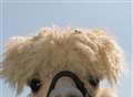 Animal sanctuary rescues alpaca left 'in terrible condition'