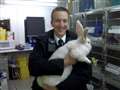Giant rabbit detained by police