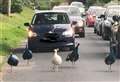 Forget chickens - why did the peacocks cross the road?