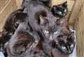 Stunned rescuers find almost 100 black cats abandoned in house