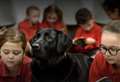 School therapy dog needs urgent £7k surgery