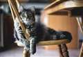 Experts explain the bizarre things your cats do