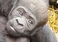 Newborn gorilla on critically endangered list