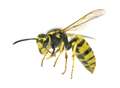 Wasp infestation school shut again after pupil stung