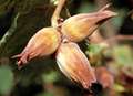 Record year for cobnuts crop