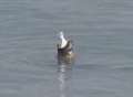 VIDEO: Hungry seal spotted off Kent coast